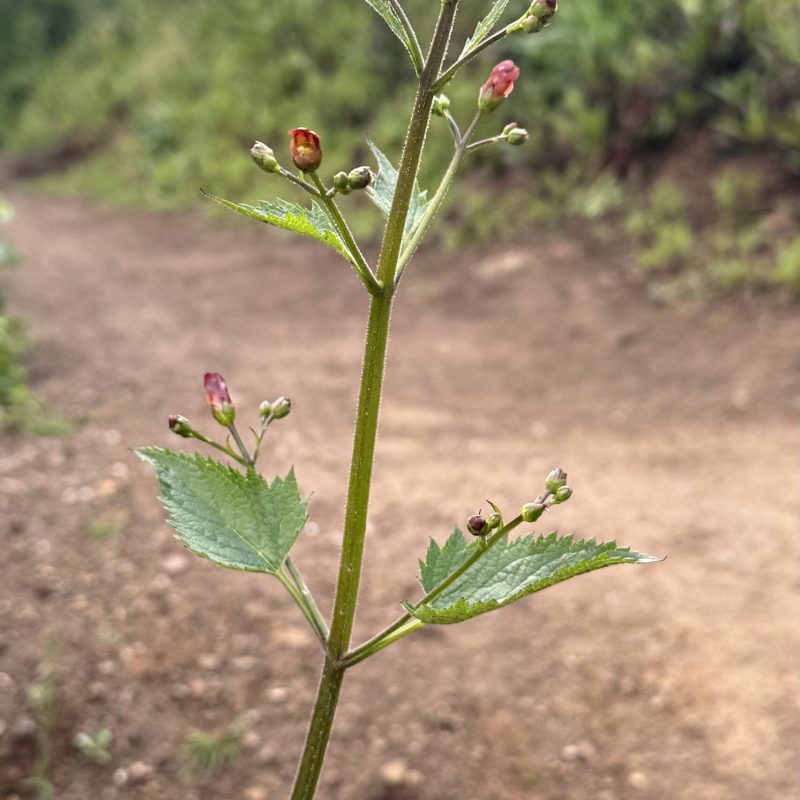 California Bee Plant | Buds | Montara Mountain Trail