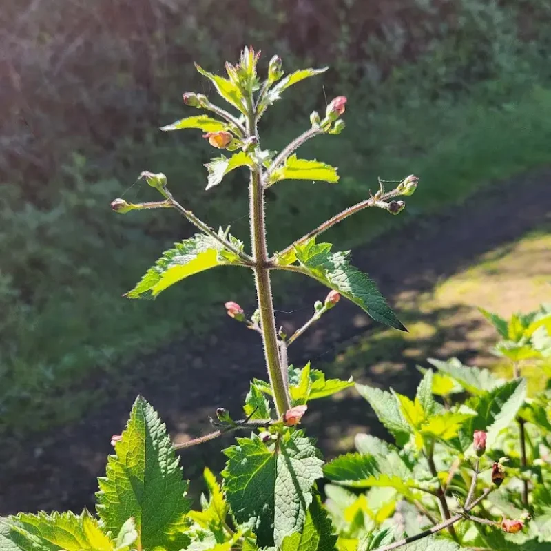Showing the top part of the plant with flowers
