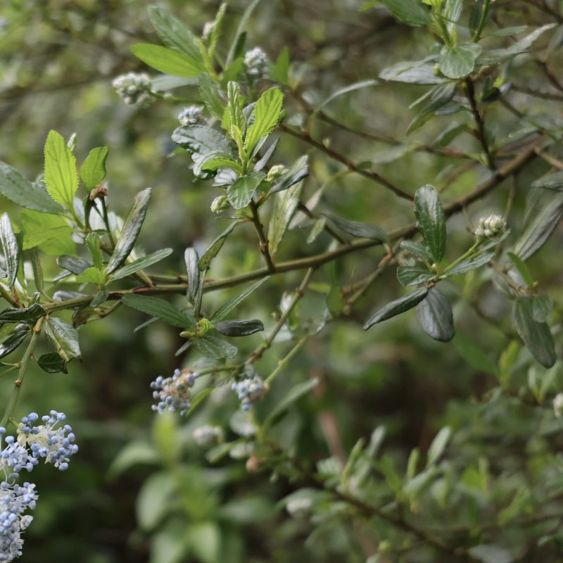 Blueblossom on Montara Mountain Trail.