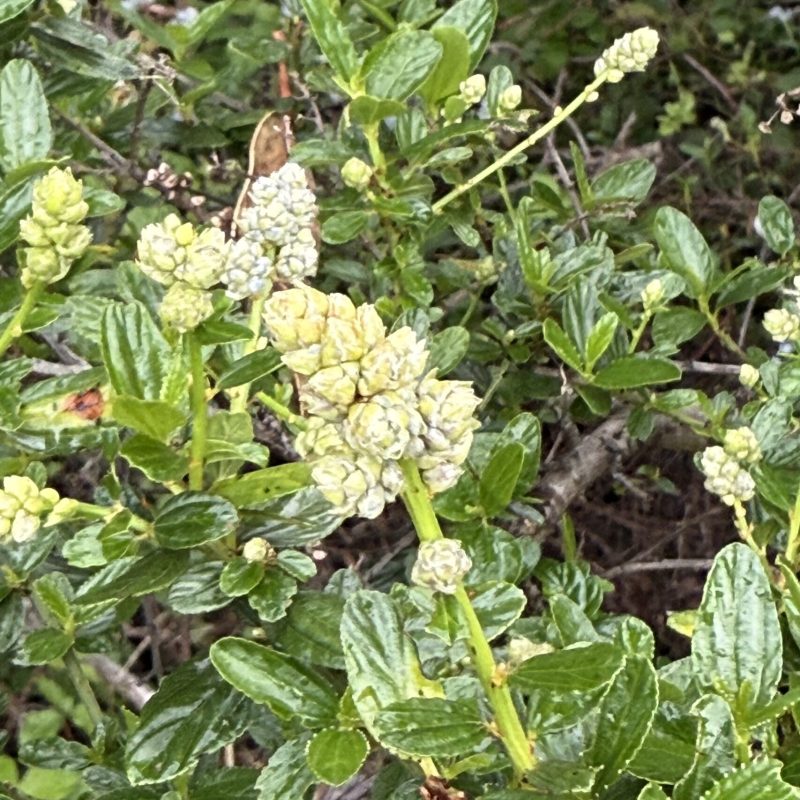 Blueblossom Buds on Montara Mountain Trail.