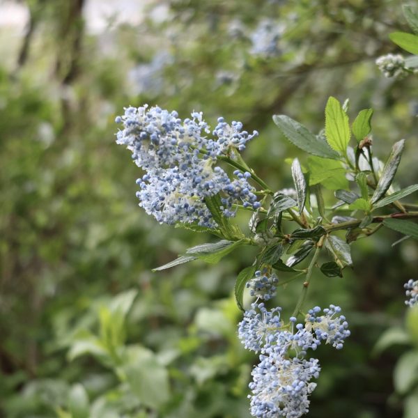 Blueblossom flowers on Montara Mountain Trail