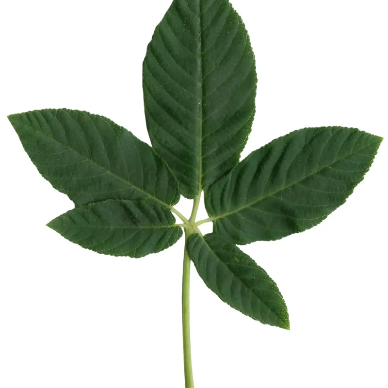 California Buckeye | Palmate Leaf | Walnut Grove