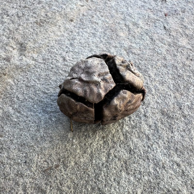 Monterey Cypress cone on Weiler Ranch Trail.