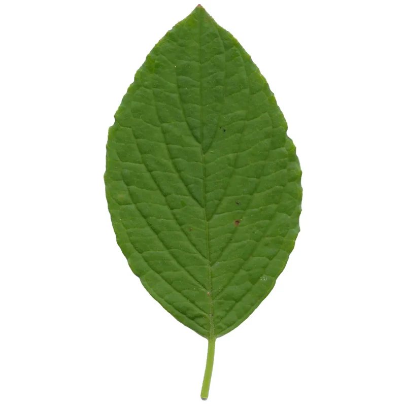 Close up of a Creek Dogwood leaf.