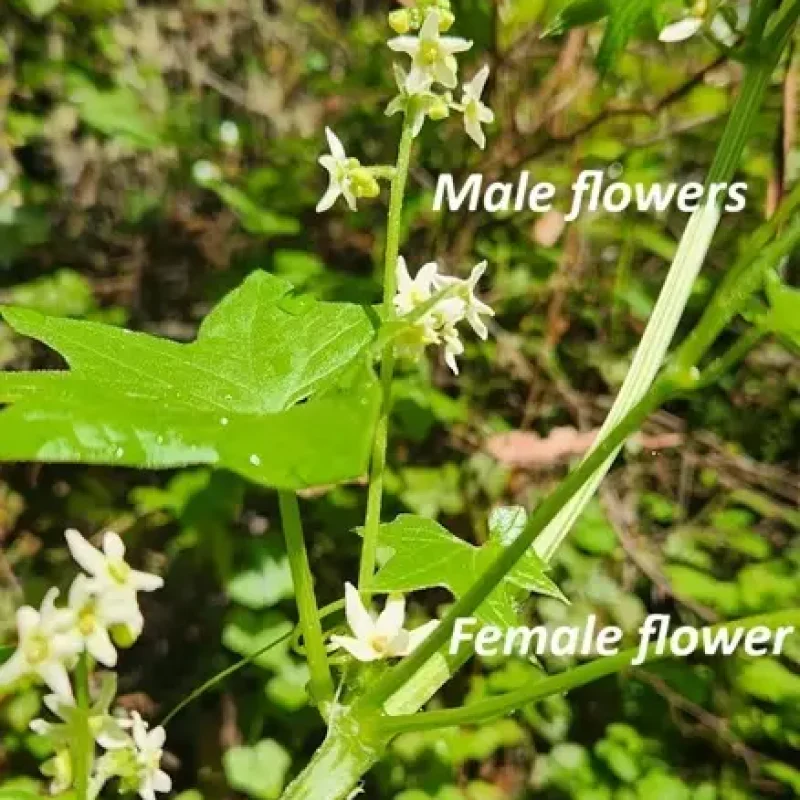 Male vs. Female flowers