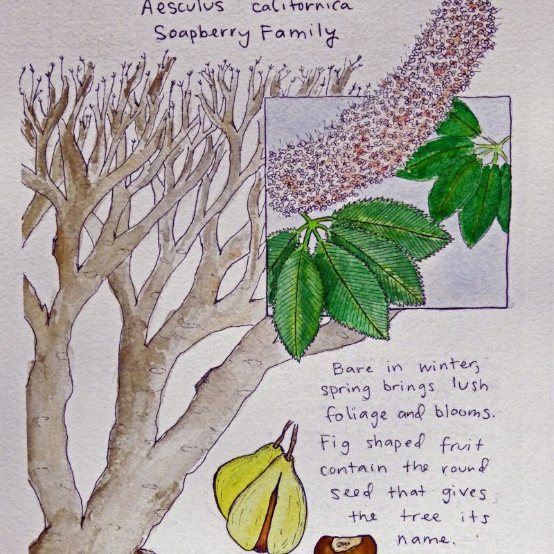 Nature journal page of a California Buckeye (Aesculus California) by Caitlin Corley
