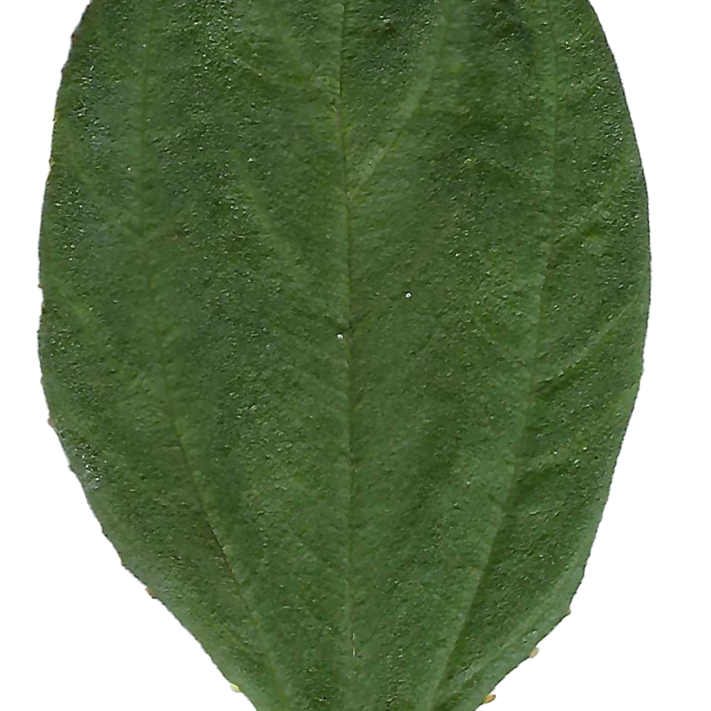 Close up photo of a Blue Blossom leaf.