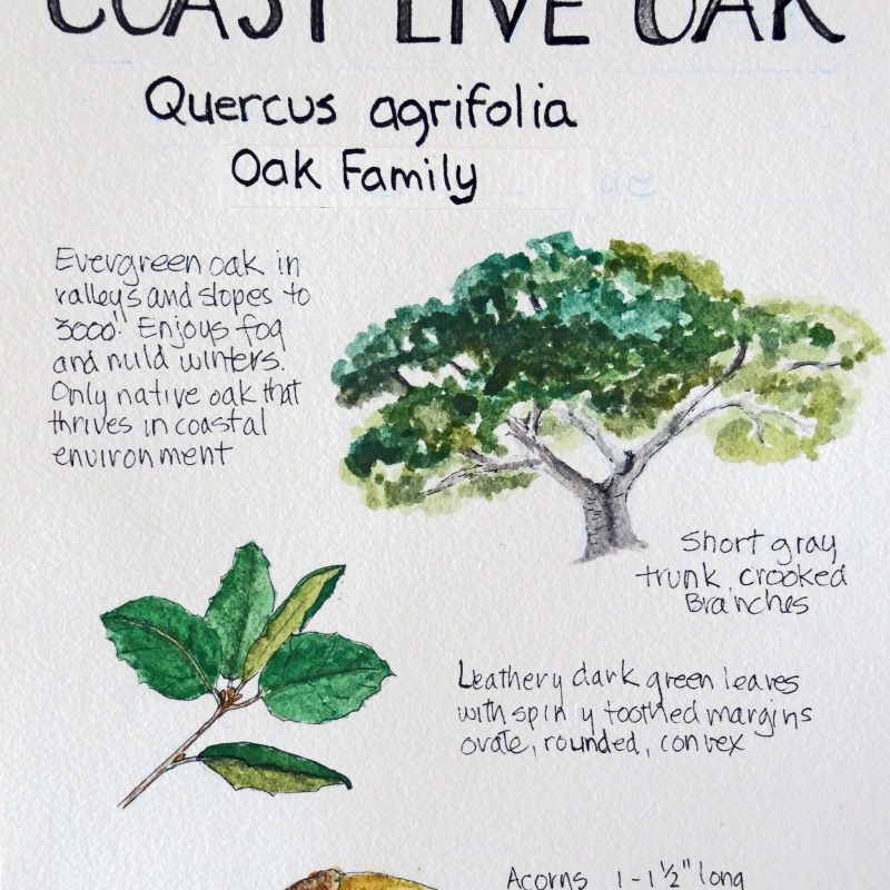Nature journal page of a Coast Live Oak (Quercus agrifolia) by Melanie Heisler