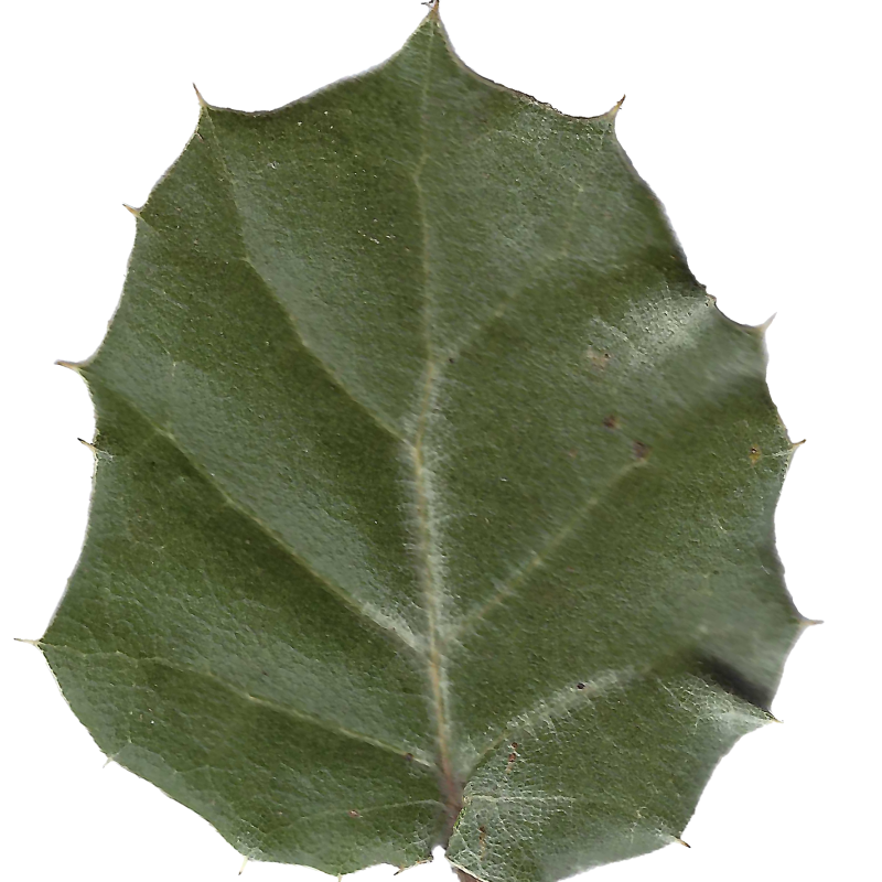 Close up of a Coast Live Oak leaf.