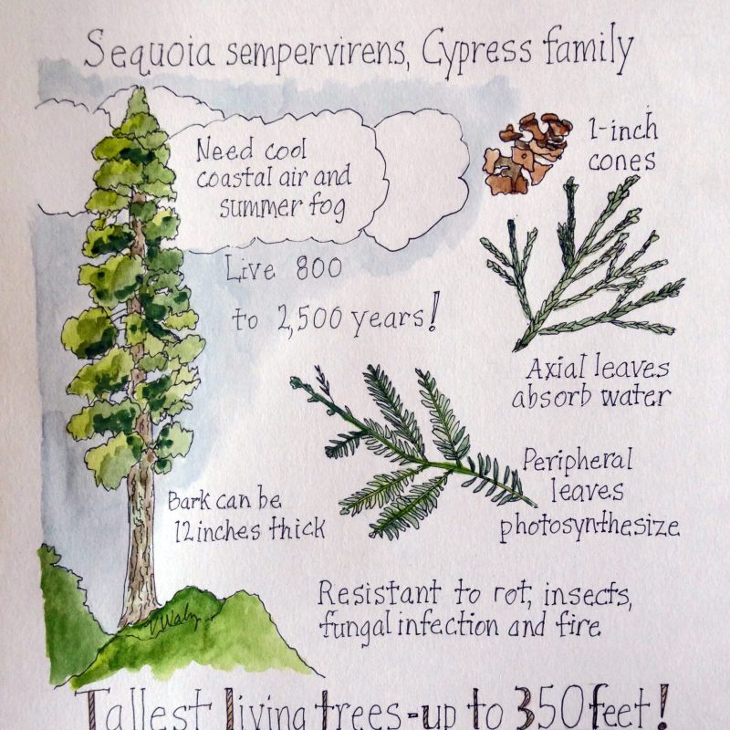 Nature journal page of a Coast Redwood (Sequoia sempervirens) by Vivian Waltz