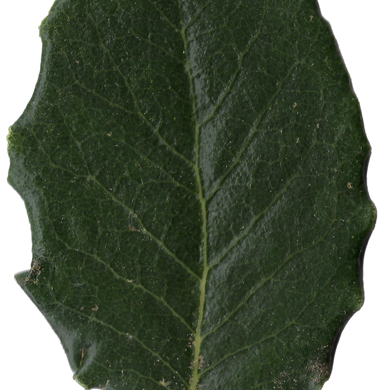 Close up of a Coast Silk Tassel leaf.