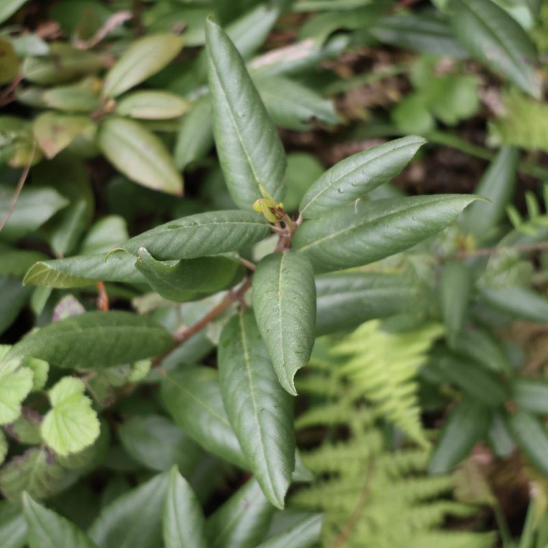 California Coffeeberry | Leaves | Montara Mountain Trail