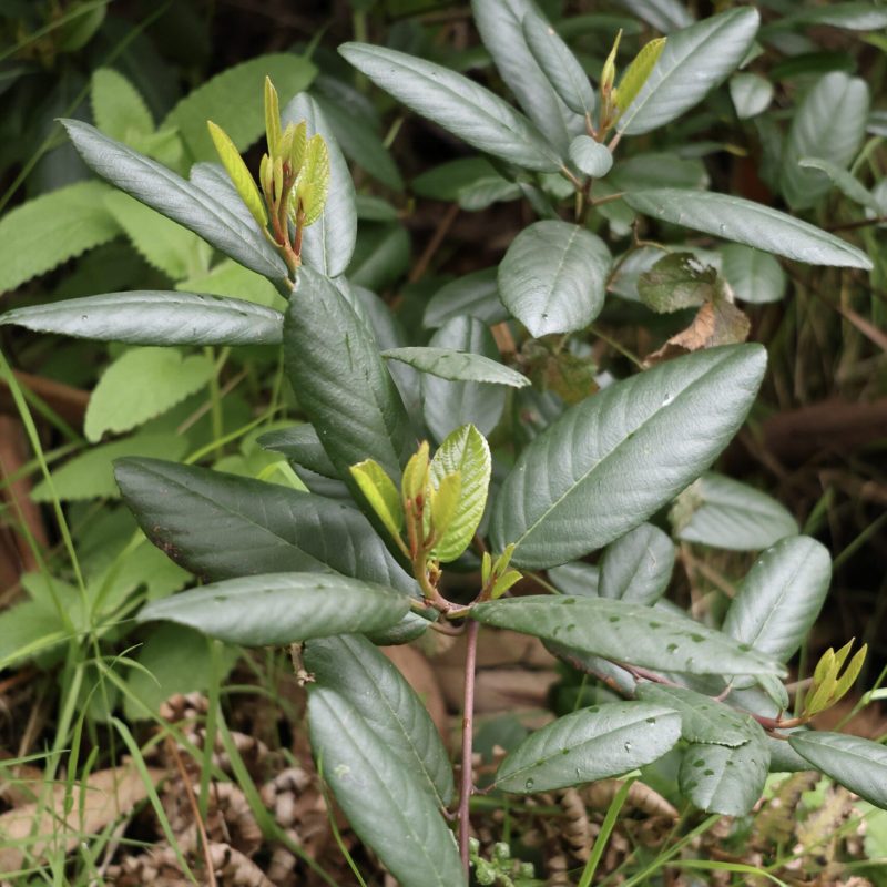 California Coffeeberry leaves on Montara Mountain Trail.