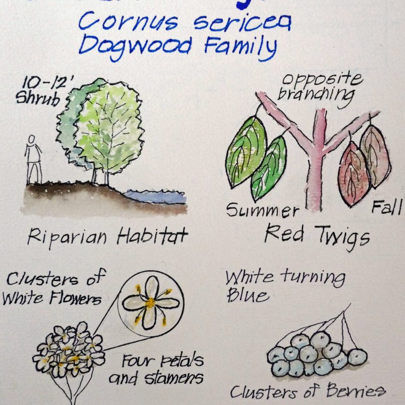 Nature Journal Page of a Creek Dogwood (cornus sericea) by Jane Gomery