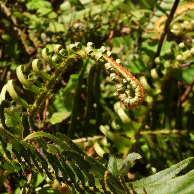 Fiddle heads of Western Sword Fern on Old Trout Farm Trail