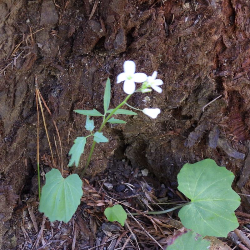 Milk Maids | Plant and Leaves | Brooks Creek Trail