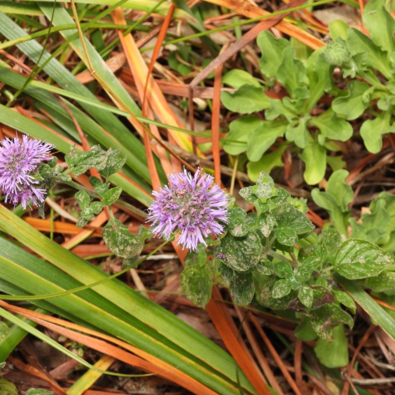 Coyote Mint flowers on Plaskon Nature Trail.