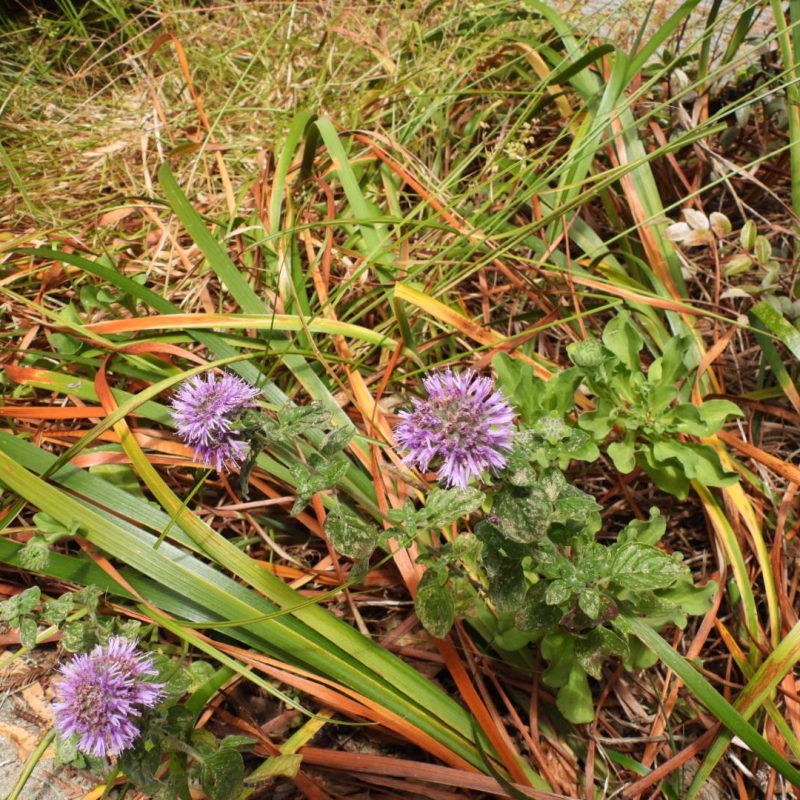 Coyote Mint flowers on Plaskon Nature Trail.