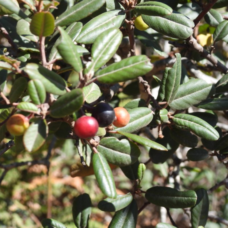 California Coffeeberry leaves and berries of different colors from green, to orange, to red, to blackish red.