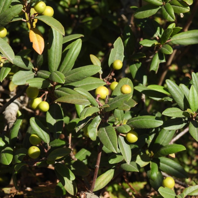 California Coffeeberry berries and leaves.