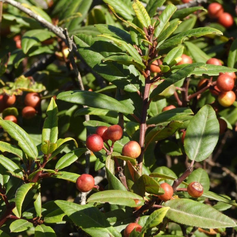 California Coffeeberry leaves and berries of different colors from green, to orange, to red.