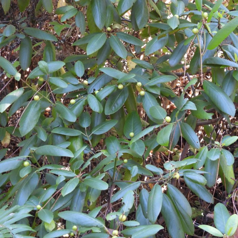 California Coffeeberry gren leaves and berries.