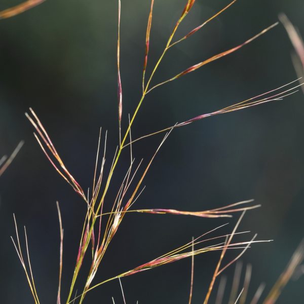 Close up of Purple Needle Grass on Valley View Trail.