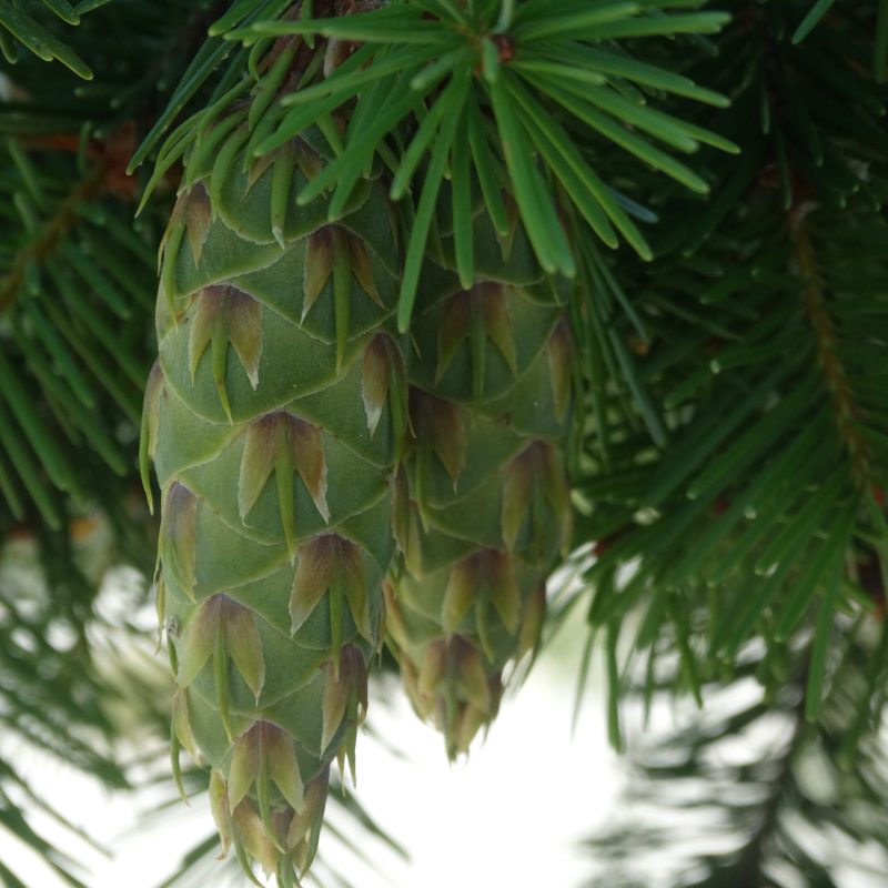 Photo by Mila Stroganoff