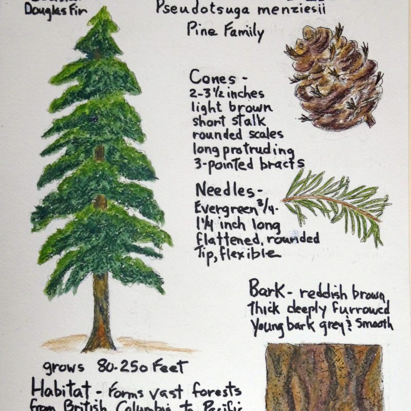 Nature Journal Page of a Douglas Fir (Pseudotsuga menziesii) by Sharron Walker