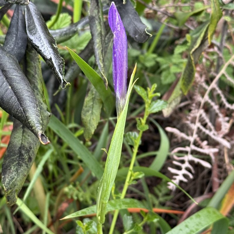 Douglas Iris | Iris douglasiana | Closed Flower | Montara Mountain Trail