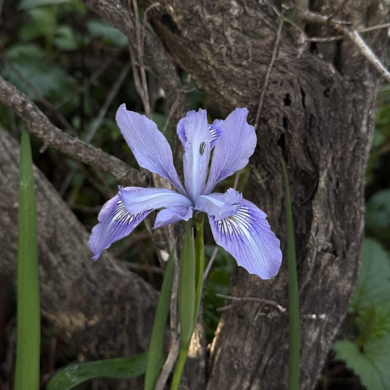 Douglas Iris | Iris douglasiana | Flower | Montara Mountain Trail