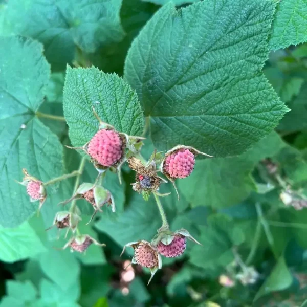 Western Thimbleberry berries and leaves.