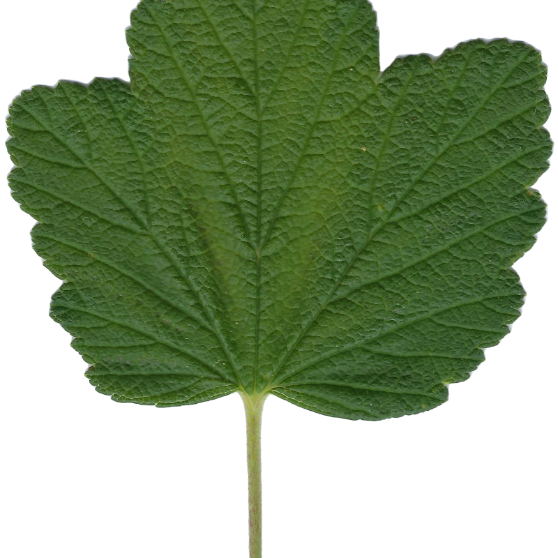 Close up photo of a Flowering Currant leaf.