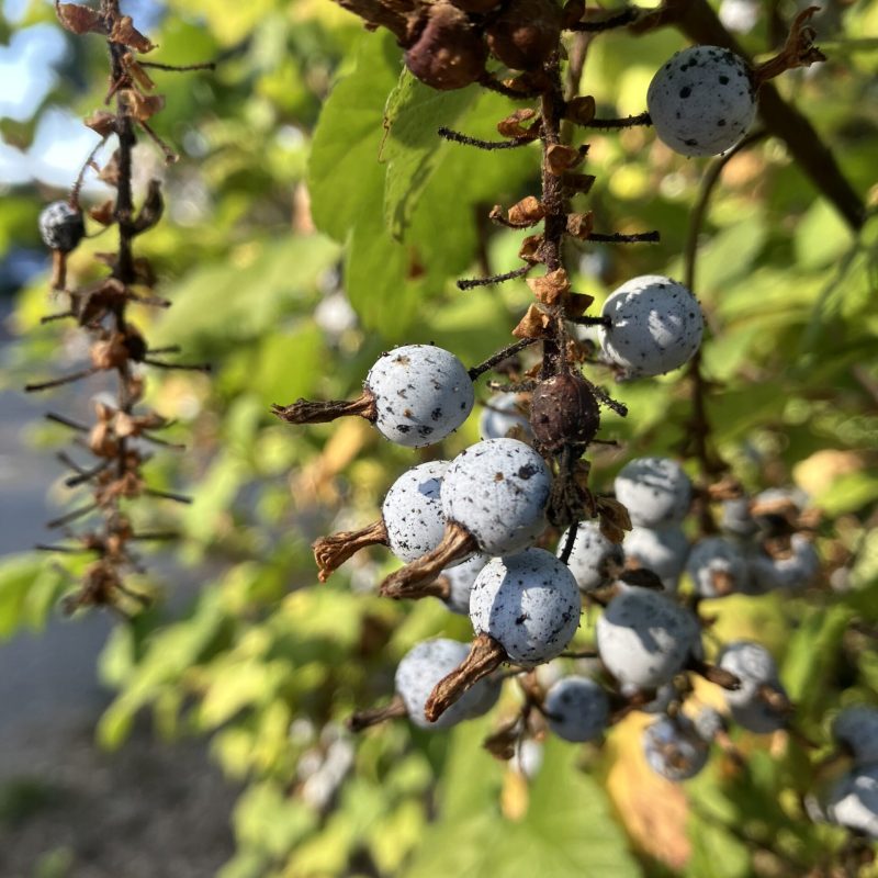 Close up of Flowering Currant fruit.