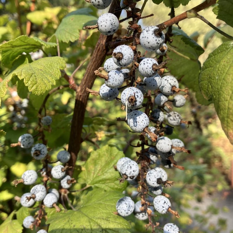Close up of Flowering Currant fruit.