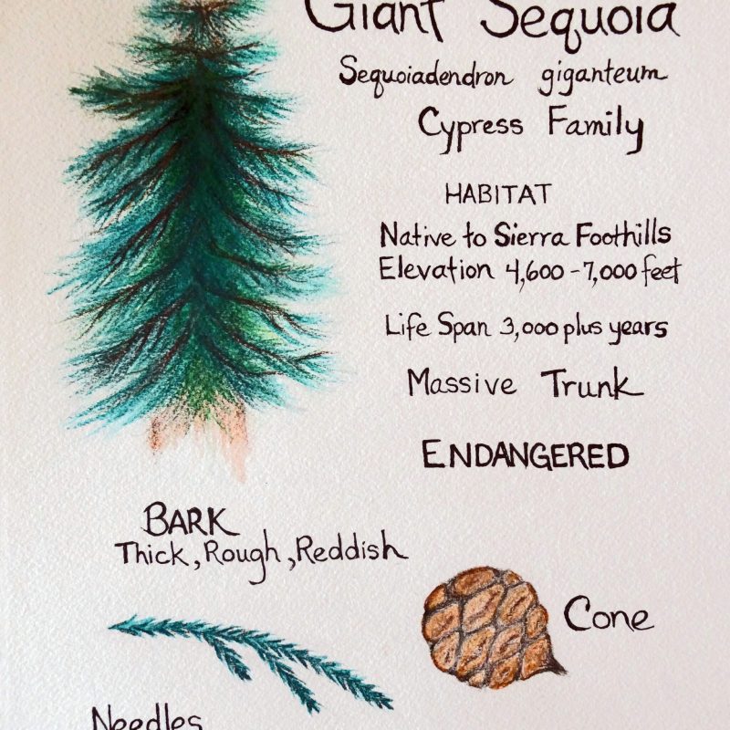 Nature Journal Page of a Giant Sequoia (Sequoiadendron giganteum) by Kathy Miller Piex