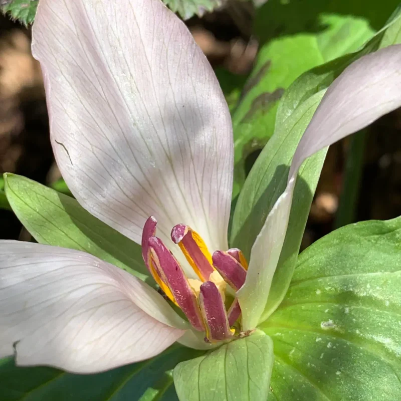 Giant Trillium flower with anthers