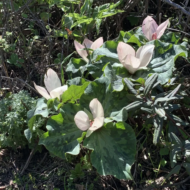 Giant Trilliums in bloom