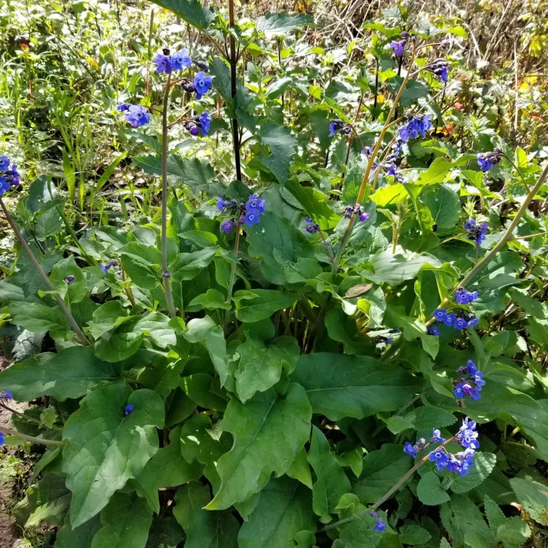 Hound’s Tongue on Hazelnut Trail.