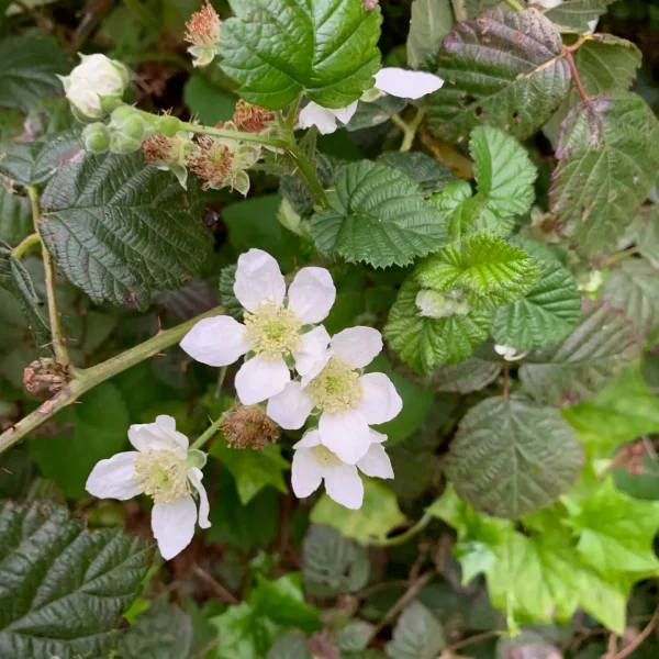 NOT HIMALAYAN BLACKBERRY PER JR (LR) Himalayan Blackberry flowers and leaves Trout Farm Trail.