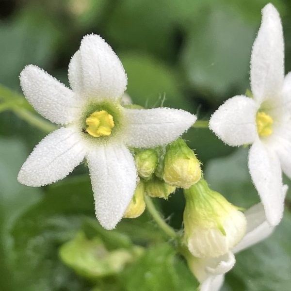Coastal Man-Root flower on Montara Mountain Trial. CORRECT ID BASED ON CUPPED FLOWERS AND BRIGHT WHITE (LR).