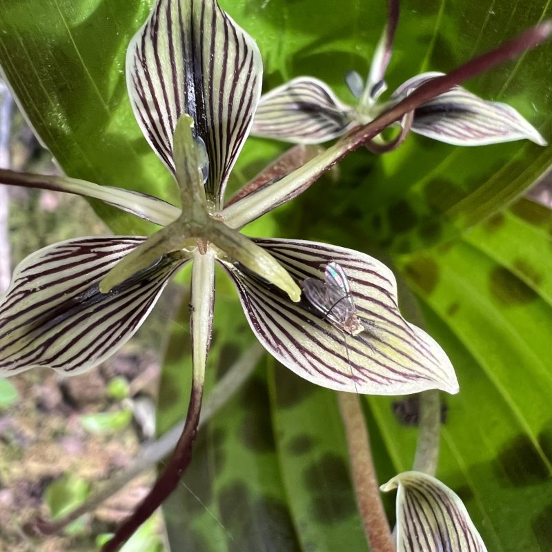 Extreme close up of a Fetid Adder's Tongue flower.