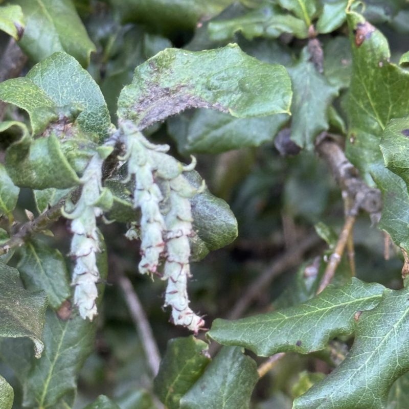 Catkins of Coast Silk Tassel near Visitor Center.