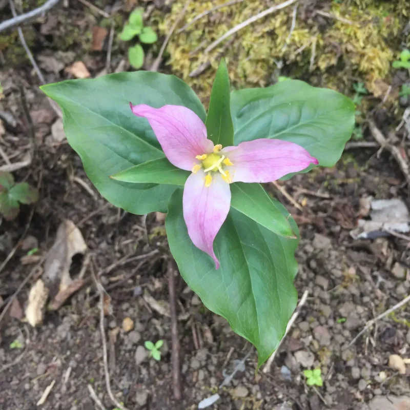 Pacific Trillium flower on Plaskon Nature Trail.