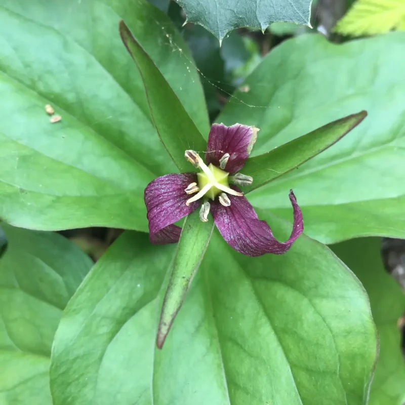 Pacific Trillium flower on Plaskon Nature Trail.