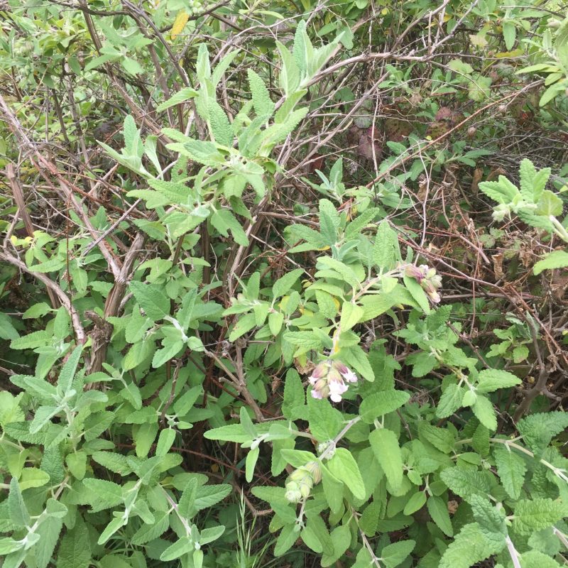 Pitcher Sage plant on Hazelnut Trail.
