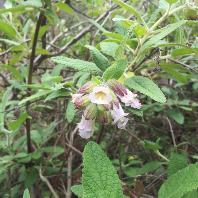 Pitcher Sage flowers on Valley View Trail.