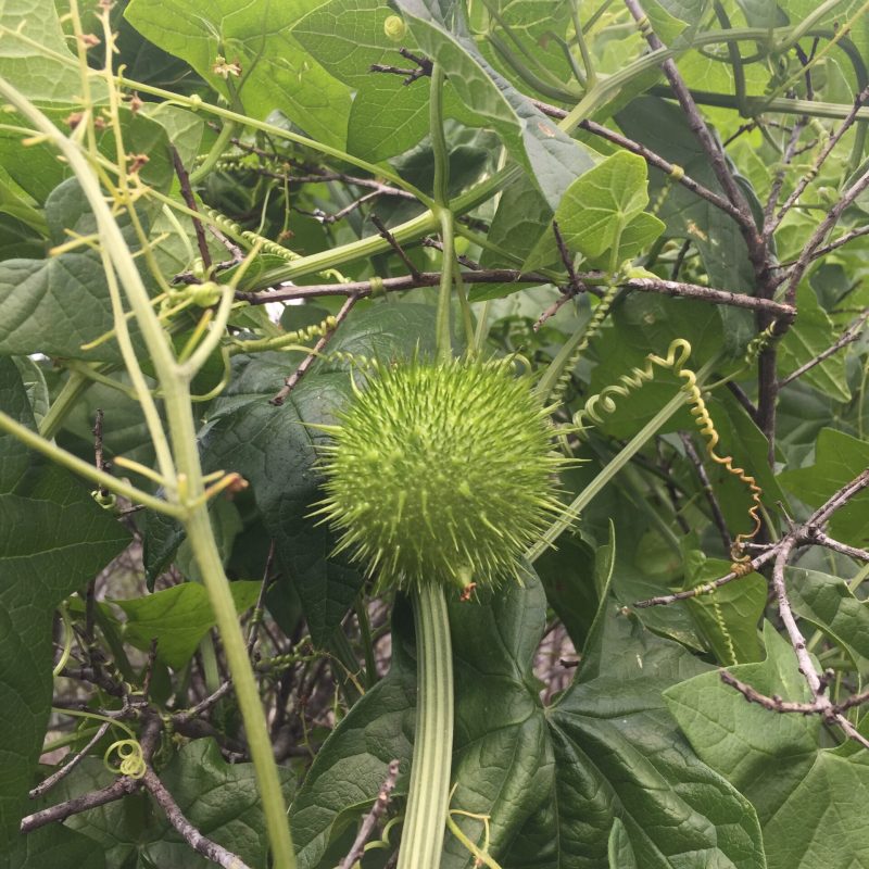 California Man-Root fruit on Brooks Creek Trail.