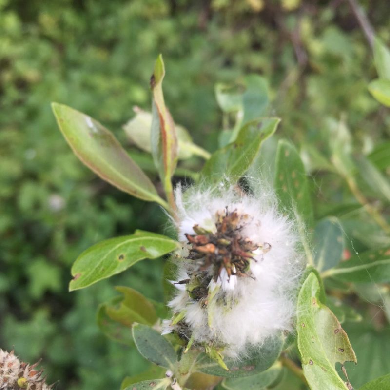Arroyo Willow female catkins with seeds on Plaskon Nature Trail.