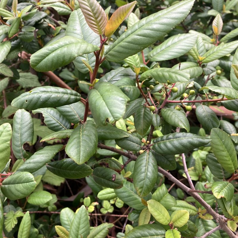 Coffeeberry leaves and fruit on Montara Mountain Trail.